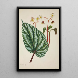 George De Alwis - Mon Jardin a Ceylan Pl247.webp