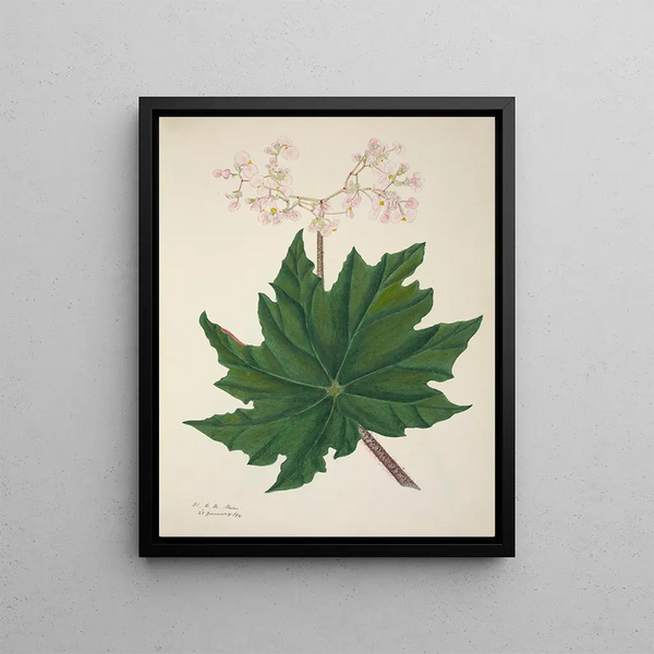 George De Alwis - Mon Jardin a Ceylan Pl264.webp