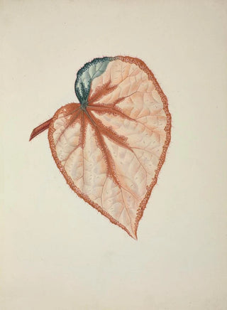 George De Alwis - Mon Jardin a Ceylan Pl270.webp