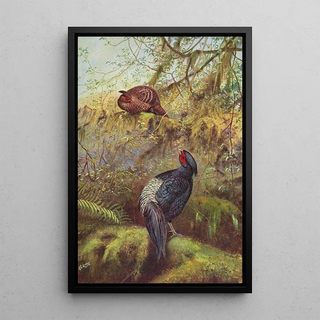 George Edward Lodge - BlackBreasted Kaleege.webp