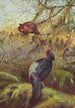 Kaleege à Poitrine Noire - George Edward Lodge — vista de la obra