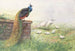 Pavo real con alas negras - George Edward Lodge — vista de la obra
