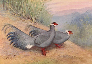 George Edward Lodge - Blue EaredPheasant.webp