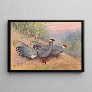 George Edward Lodge - Blue EaredPheasant.webp