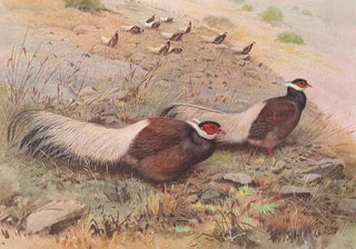 George Edward Lodge - Brown EaredPheasant.webp