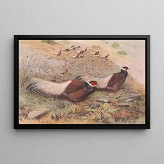 George Edward Lodge - Brown EaredPheasant.webp