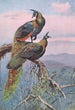 Pavo Verde - George Edward Lodge — vista de la obra