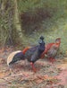 Perruche a cresta malaise - George Edward Lodge — vista de la obra