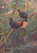 Coq-de-roche Sans Crête Malais - George Edward Lodge — vista de la obra