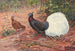 Faisán huppé à queue blanche - George Edward Lodge — vista de la obra