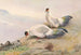 Faisán a orejones blancos - George Edward Lodge — vista de la obra