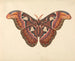 Papillon Atlas - George Edwards — vista de la obra