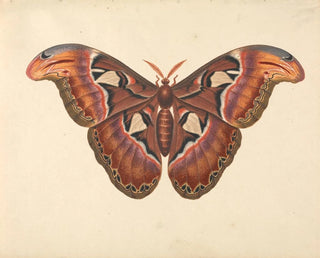 Papillon Atlas - George Edwards — vista de la obra