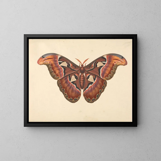 Papillon Atlas - George Edwards — cuadro enmarcado en la pared