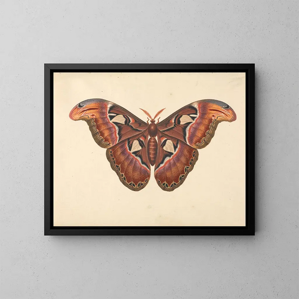 Papillon Atlas - George Edwards — cuadro enmarcado en la pared