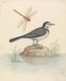 Bergeronnette grise et libellule - George Edwards — artwork view