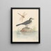 Bergeronnette grise et libellule - George Edwards — framed artwork on a wall