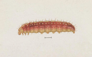 George Hudson - Entomology watercolour Pl004.webp