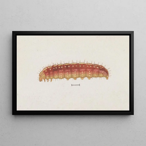 Entomología acuarela Pl004 - George Hudson — cuadro enmarcado en la pared