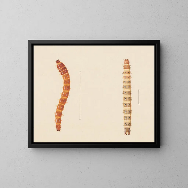 de acuarela de entomología Pl018 - George Hudson — cuadro enmarcado en la pared