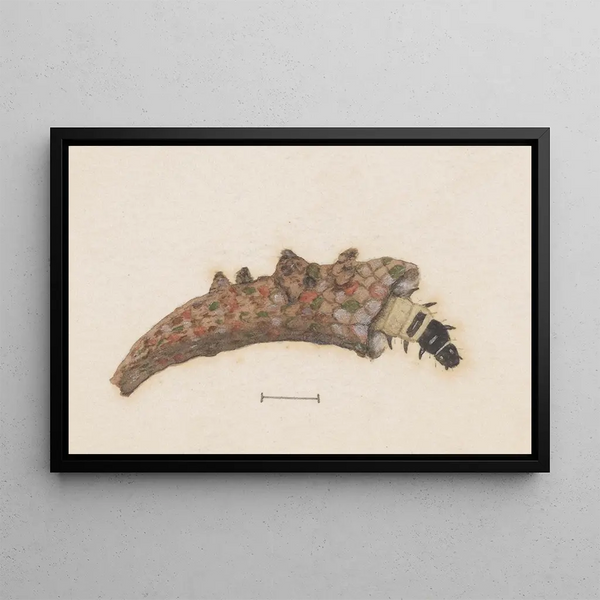 George Hudson - Entomology watercolour Pl025.webp