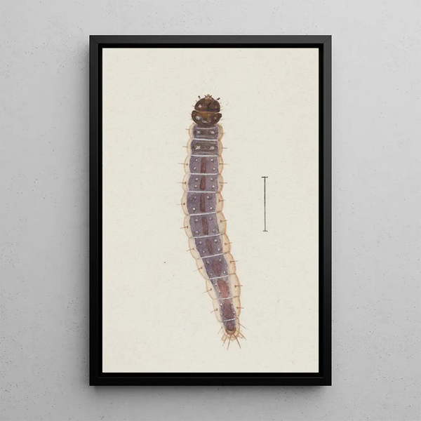 George Hudson - Entomology watercolour Pl027.webp
