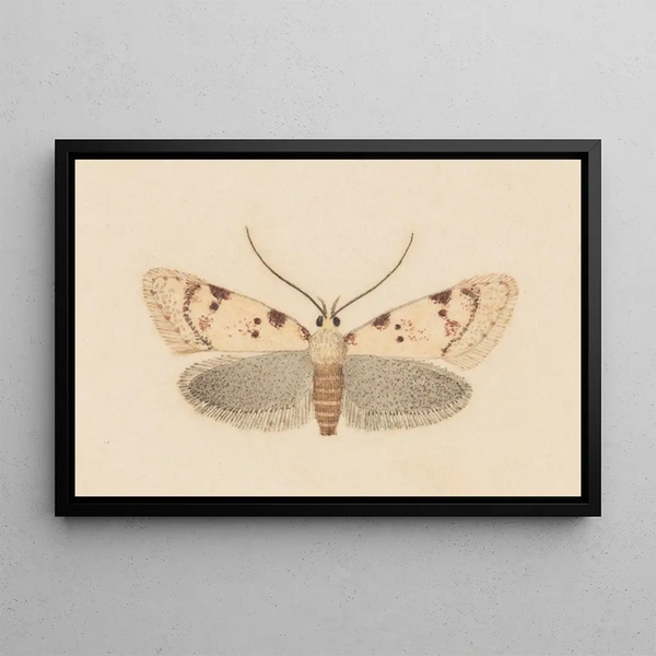 Entomology watercolor Pl037 - George Hudson — framed artwork on a wall