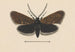 Entomología acuarela Pl045 - George Hudson — vista de la obra