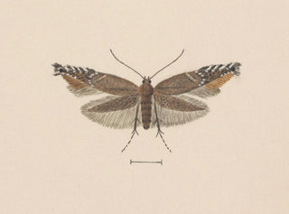 George Hudson - Entomology watercolour Pl049.webp