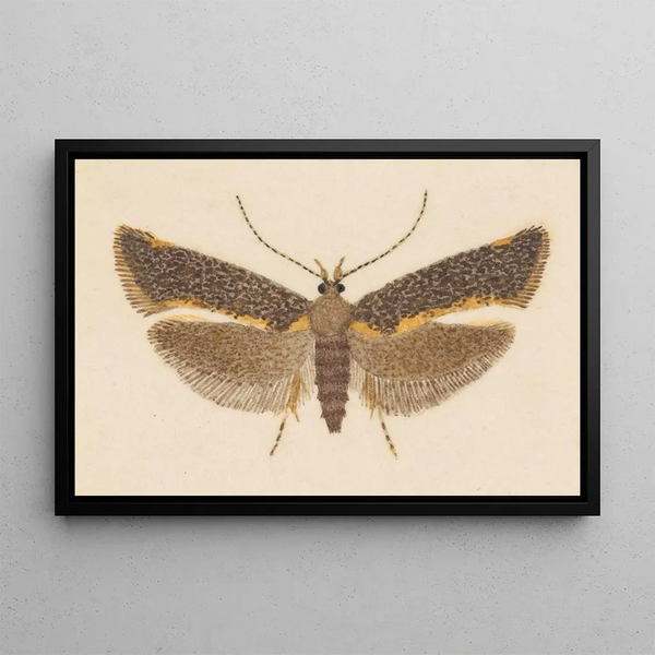 Entomología acuarela Pl053 - George Hudson — cuadro enmarcado en la pared