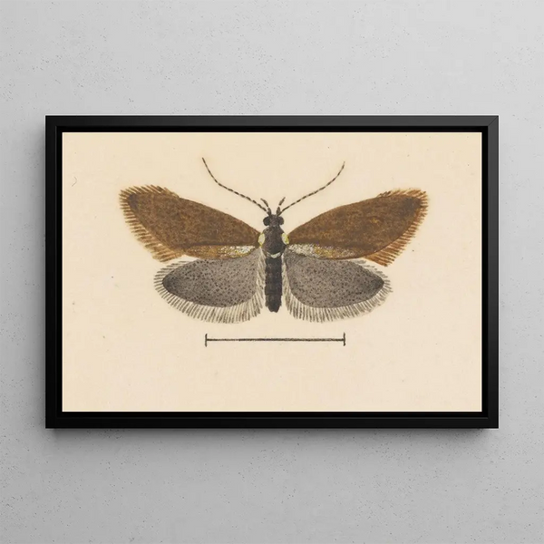 Entomology watercolor Pl055 - George Hudson — framed artwork on a wall