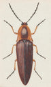 Entomological watercolor painting Pl091 - George Hudson — artwork view