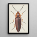 Entomological watercolor painting Pl091 - George Hudson — framed artwork on a wall