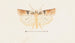 Entomology watercolor Pl095 - George Hudson — artwork view
