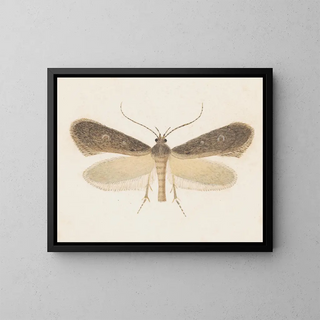 George Hudson - Entomology watercolour Pl096.webp