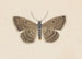 Entomology watercolor Pl097 - George Hudson — artwork view