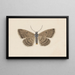Entomology watercolor Pl097 - George Hudson — framed artwork on a wall