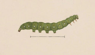 George Hudson - Entomology watercolour Pl098.webp