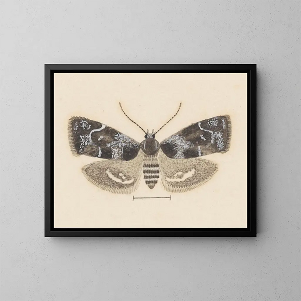 acuarela de entomología Pl104 - George Hudson — cuadro enmarcado en la pared