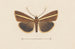 Entomología acuarela Pl106 - George Hudson — vista de la obra