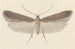 Entomology watercolor Pl114 - George Hudson — artwork view