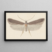 Entomology watercolor Pl114 - George Hudson — framed artwork on a wall