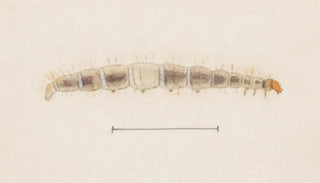 George Hudson - Entomology watercolour Pl123.webp