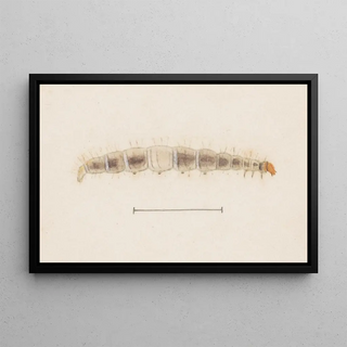 George Hudson - Entomology watercolour Pl123.webp