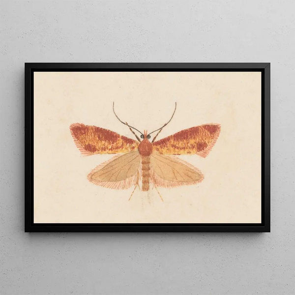 Entomology watercolor Pl125 - George Hudson — framed artwork on a wall