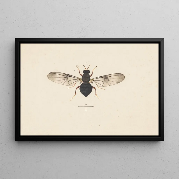 Entomología acuarela Pl141 - George Hudson — cuadro enmarcado en la pared
