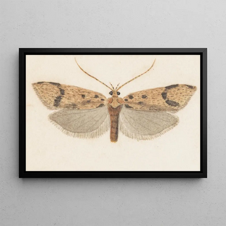 George Hudson - Entomology watercolour Pl143.webp