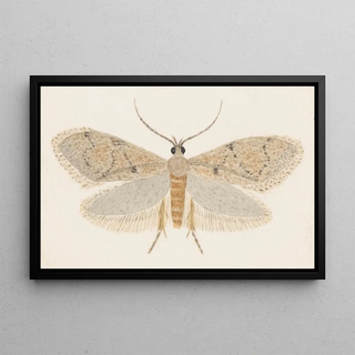 George Hudson - Entomology watercolour Pl149.webp