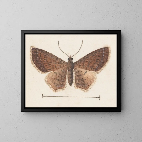 acuarela de entomología Pl152 - George Hudson — cuadro enmarcado en la pared