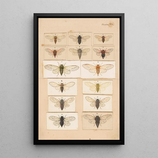 George Hudson - Original hand painted plate for Fragments of New Zealand Entomology Plate XV.webp